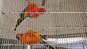 Red Sun Conure Adult Pair