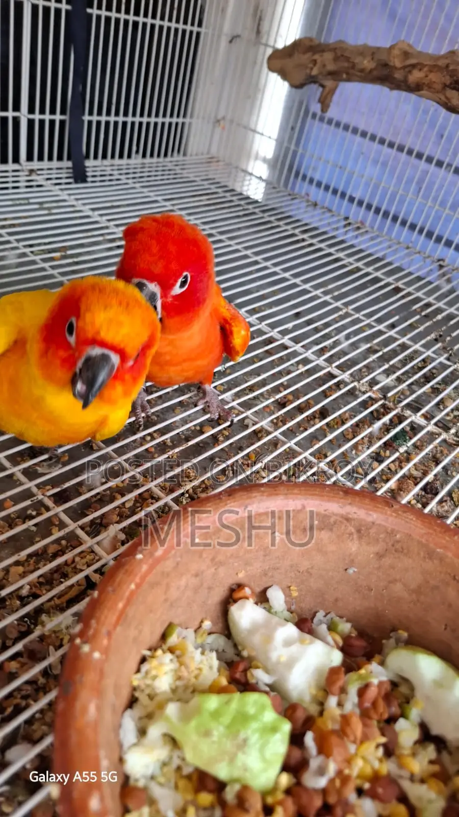 Red Sun Conure Adult Pair