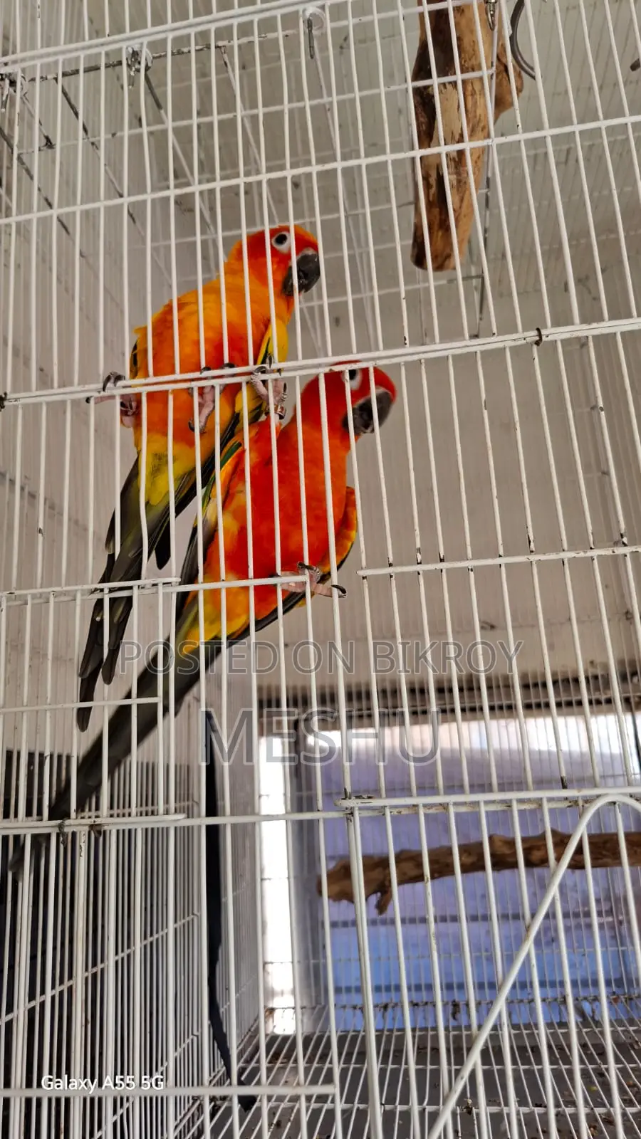 Red Sun Conure Adult Pair
