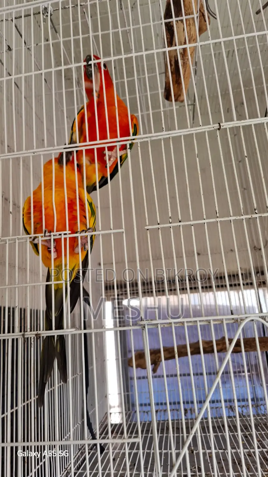 Red Sun Conure Adult Pair