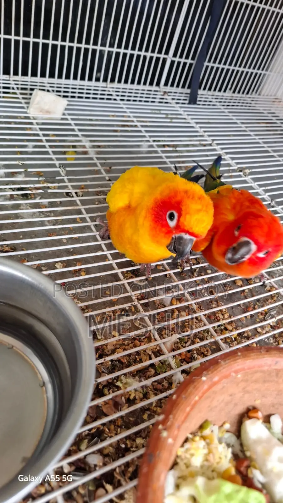 Red Sun Conure Adult Pair
