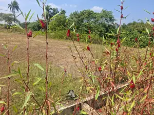 বাজেট ফ্রেন্ডলি পূর্বমুখী ৩ কাঠা জমি বিক্রি পূর্বাচল সেক্টর ২৮