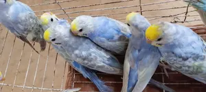 Ten Pieces Rainbow Budgies For Exchange
