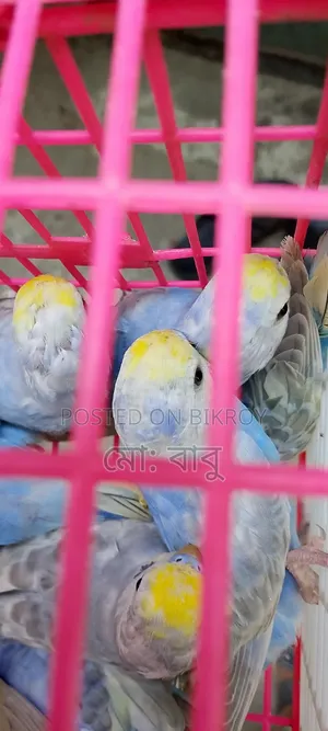 দশ পিস রেমবো বাজিগর হাত বদল হবে
