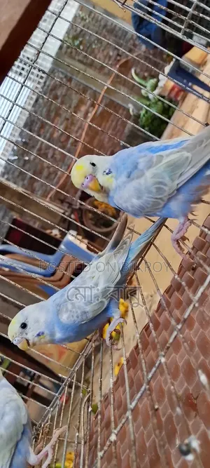 দশ পিস রেমবো বাজিগর হাত বদল হবে