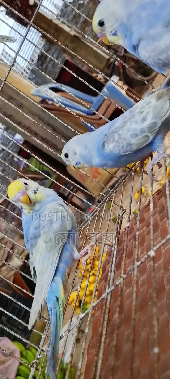 দশ পিস রেমবো বাজিগর হাত বদল হবে