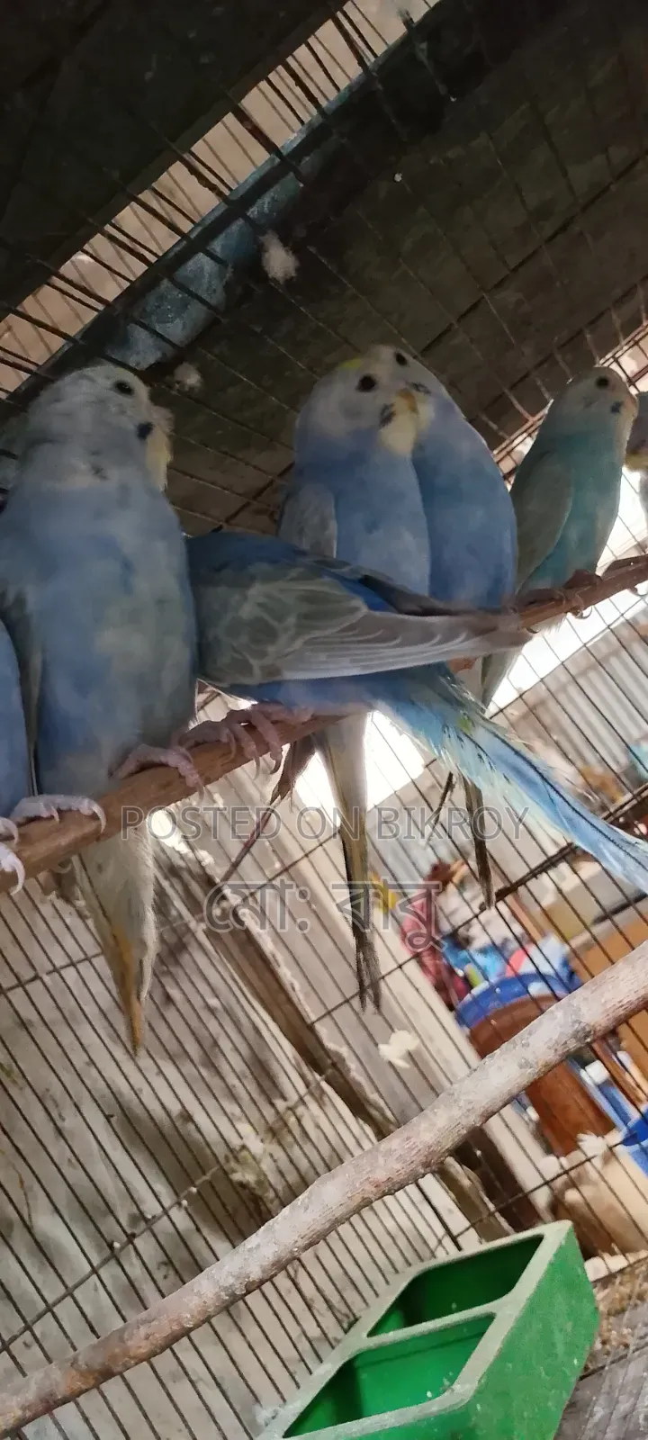 দশ পিস রেমবো বাজিগর হাত বদল হবে