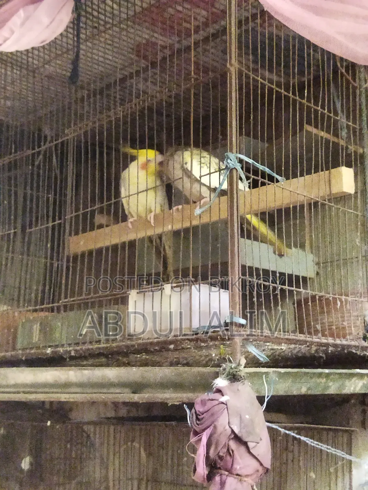 A pair of adult cockatiel birds for sale