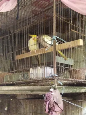A pair of adult cockatiel birds for sale