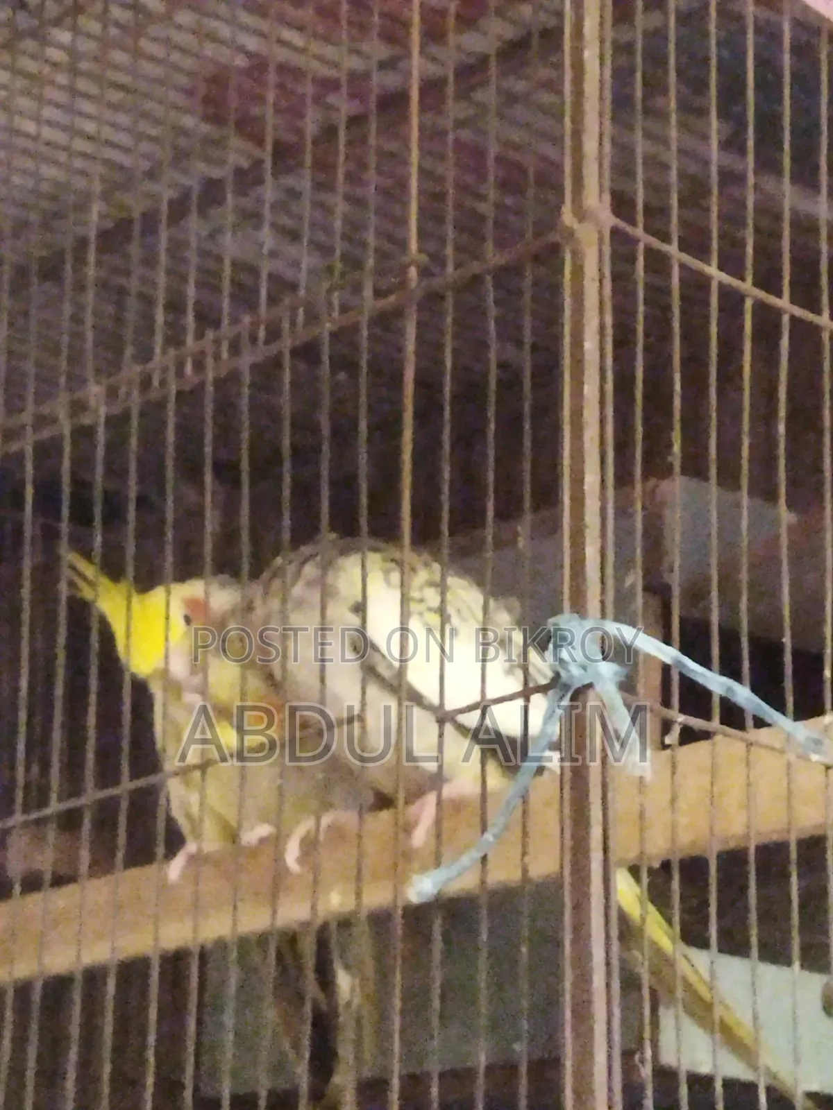 A pair of adult cockatiel birds for sale