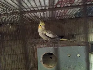 A pair of adult cockatiel birds for sale