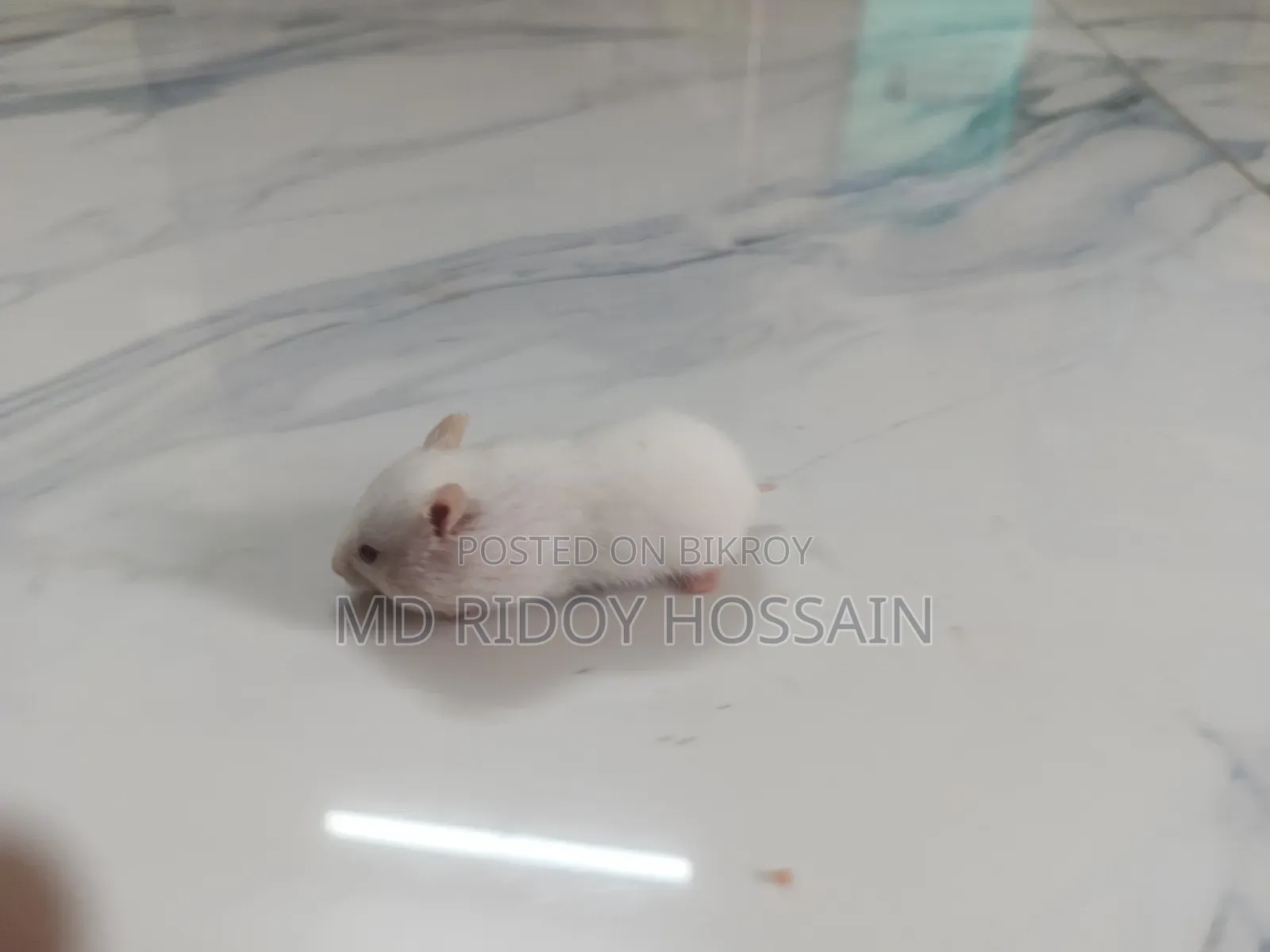 অ্যালবিনো হ্যামস্টার বাচ্চা বিক্রি হবে, বয়স ১ মাস+