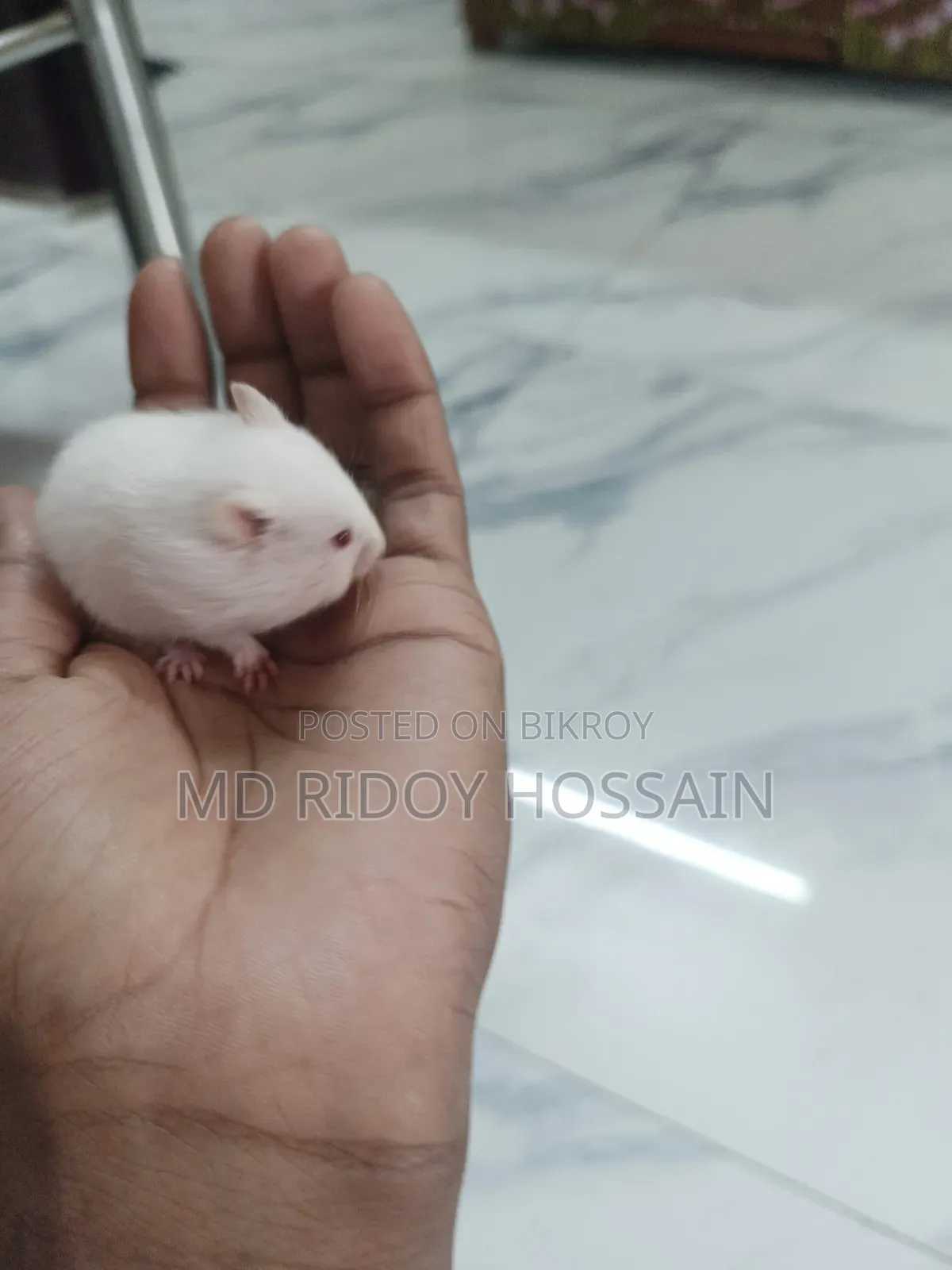 অ্যালবিনো হ্যামস্টার বাচ্চা বিক্রি হবে, বয়স ১ মাস+
