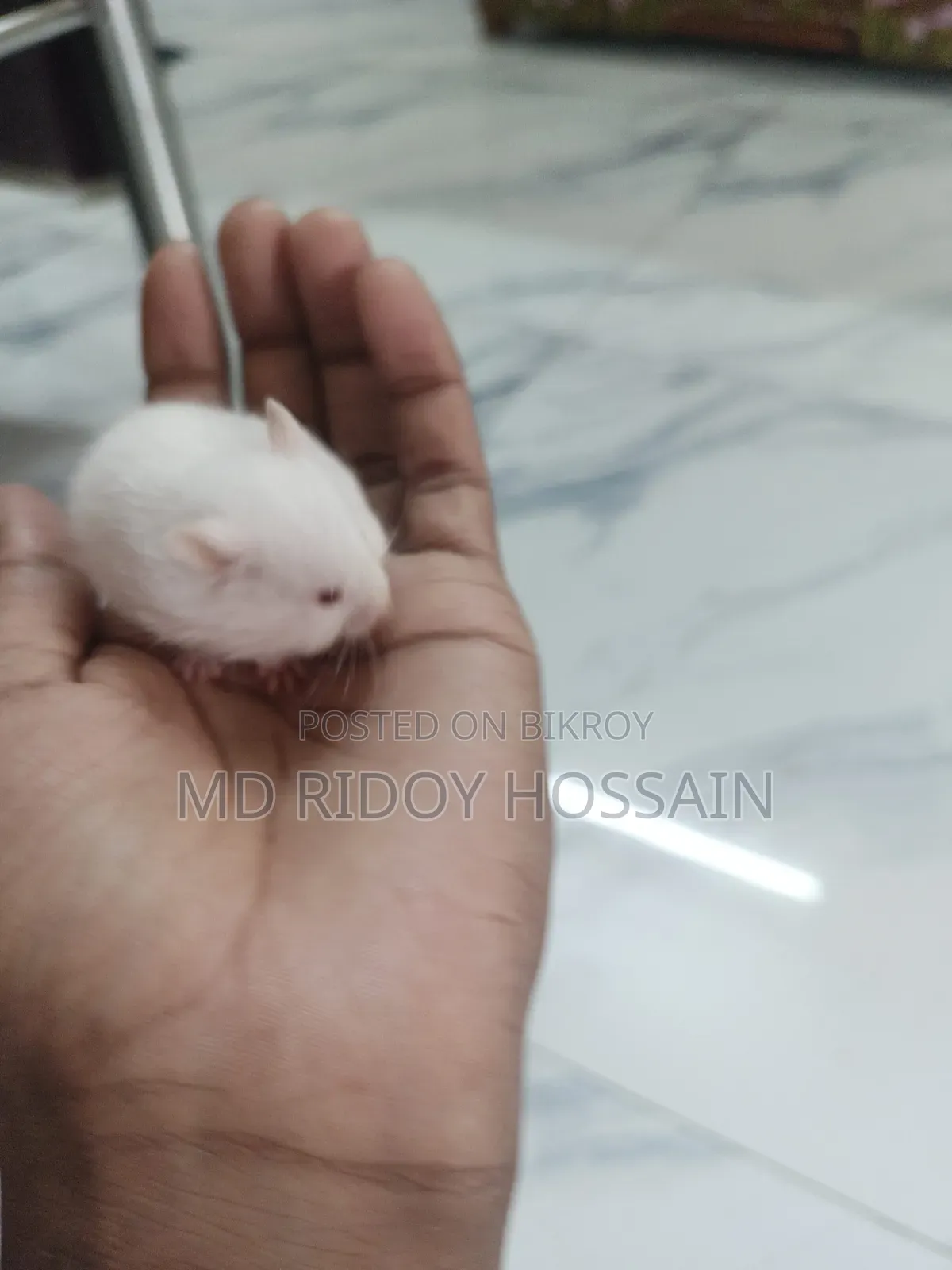 অ্যালবিনো হ্যামস্টার বাচ্চা বিক্রি হবে, বয়স ১ মাস+