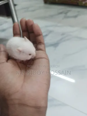 অ্যালবিনো হ্যামস্টার বাচ্চা বিক্রি হবে, বয়স ১ মাস+