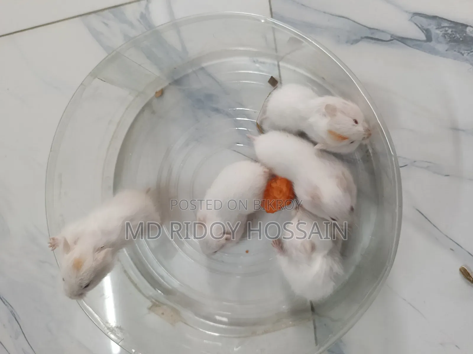 অ্যালবিনো হ্যামস্টার বাচ্চা বিক্রি হবে, বয়স ১ মাস+