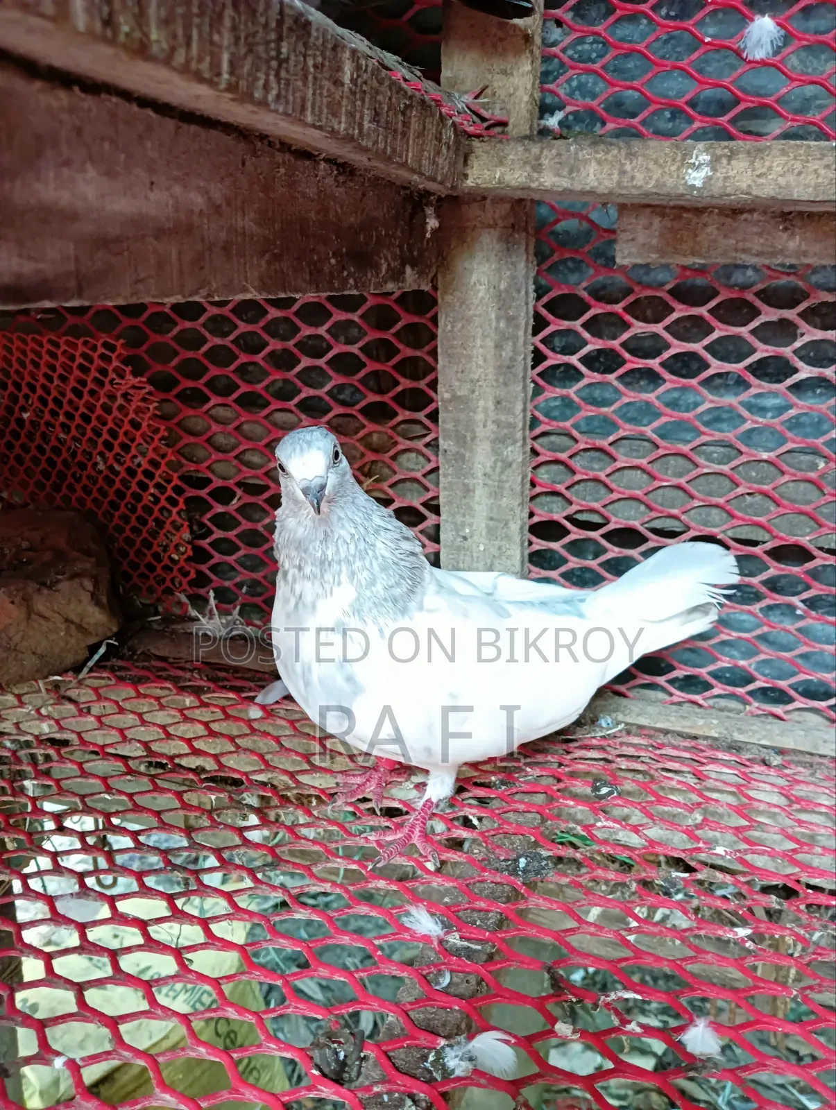 High Flair Pigeon