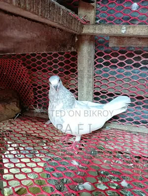 High Flair Pigeon