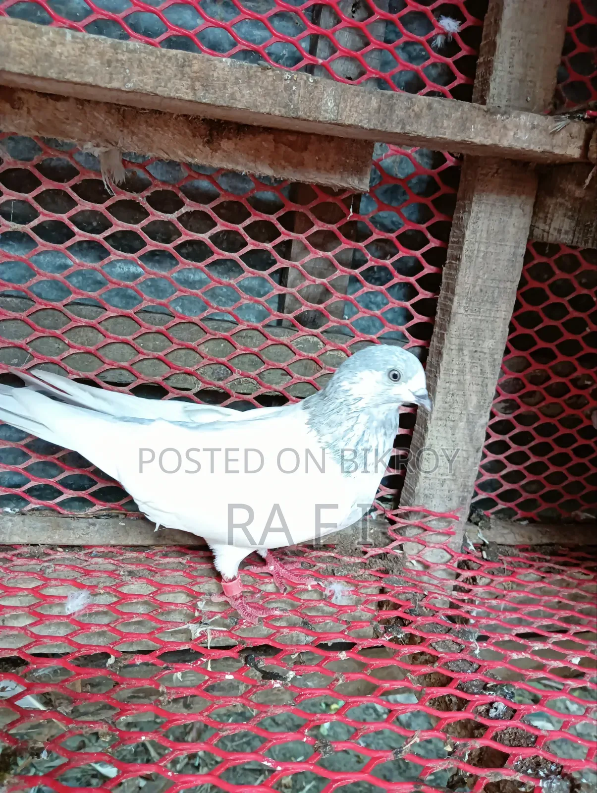 High Flair Pigeon