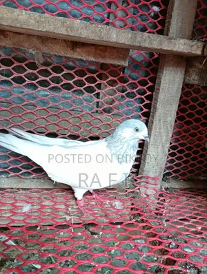 High Flair Pigeon