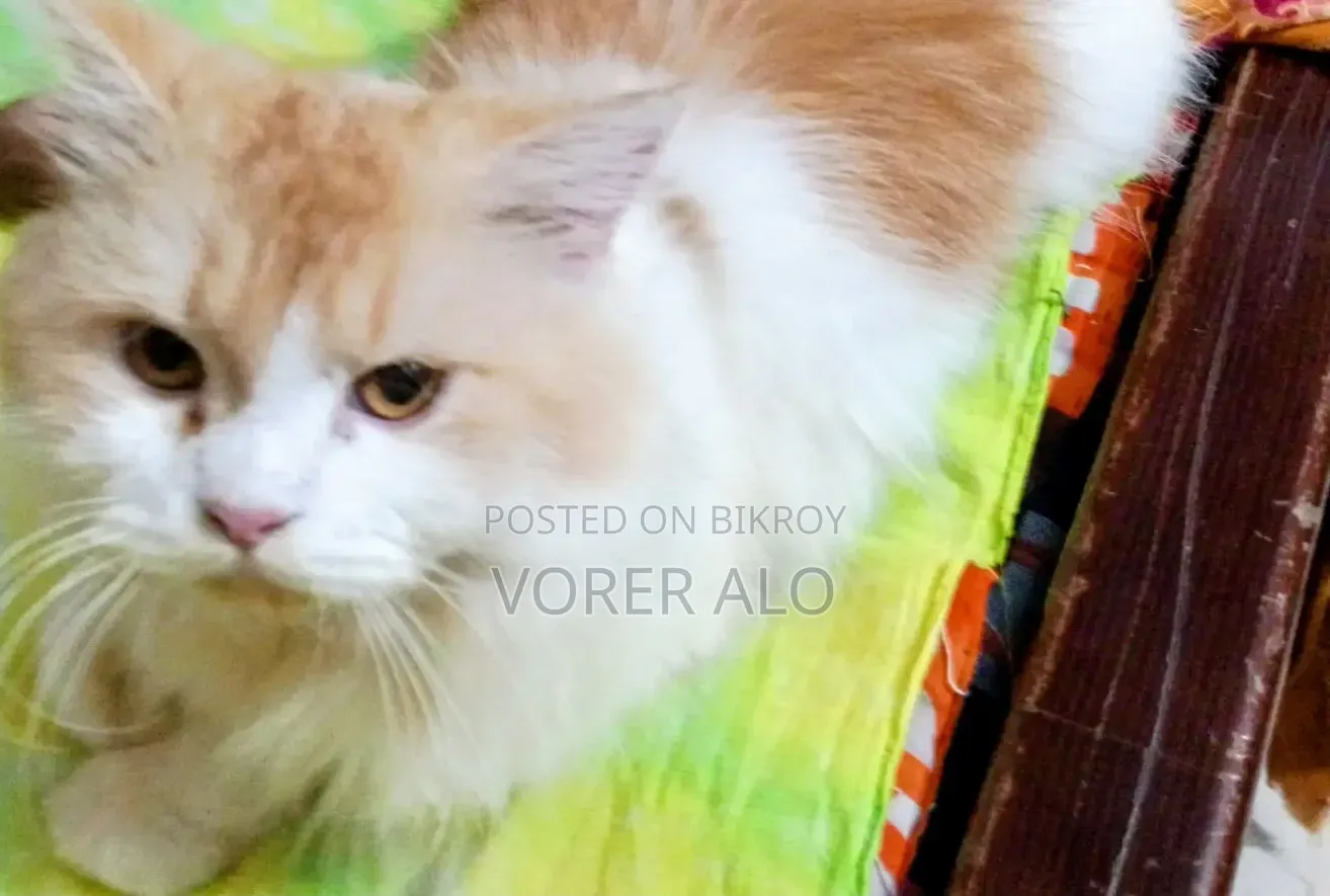1+ year Male Purebred Persian