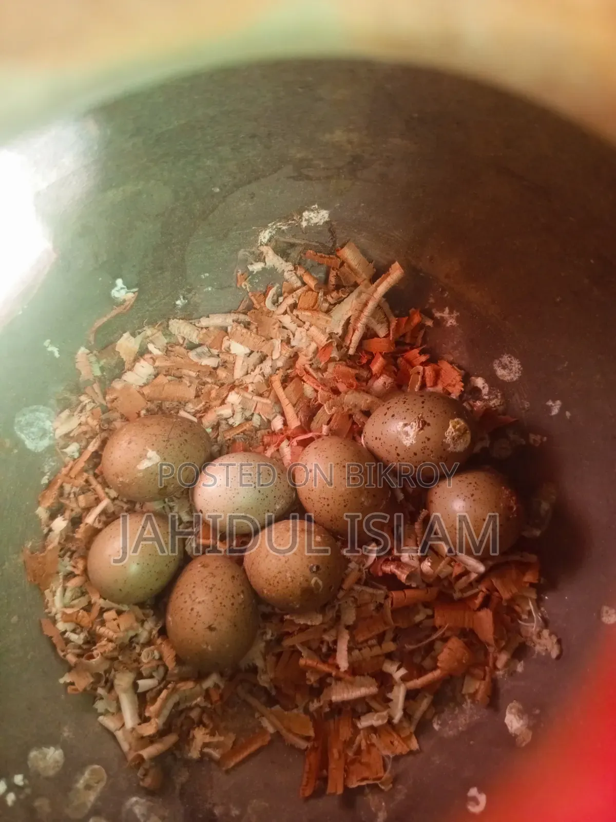 King Pigeon pair for sale