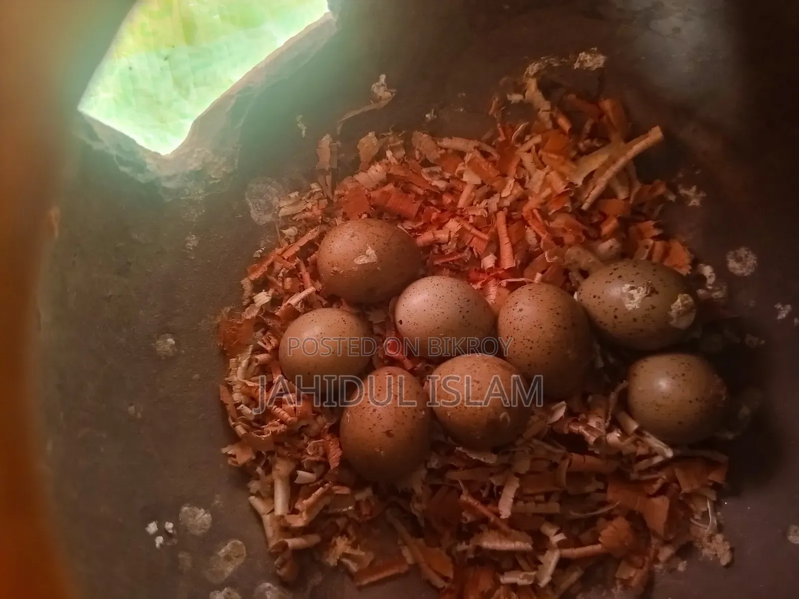 King Pigeon pair for sale