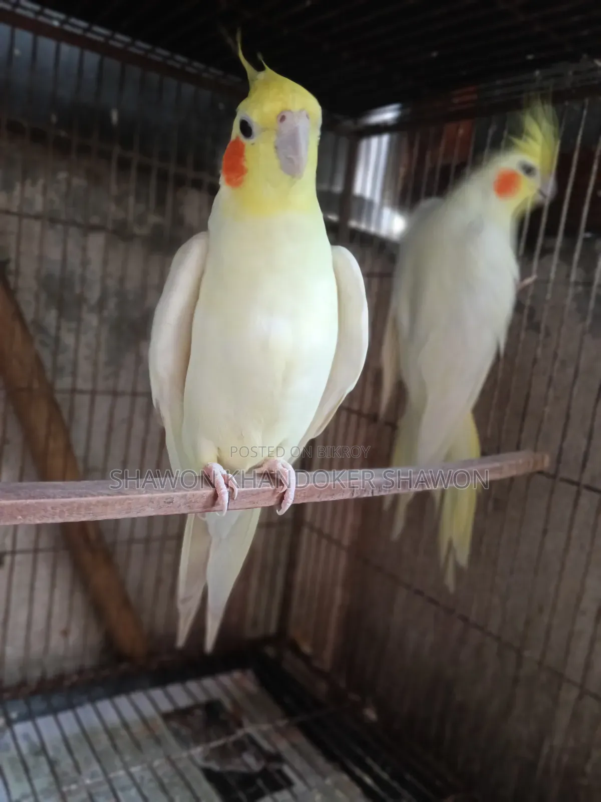 A pair of breeding Cockatiels for sale