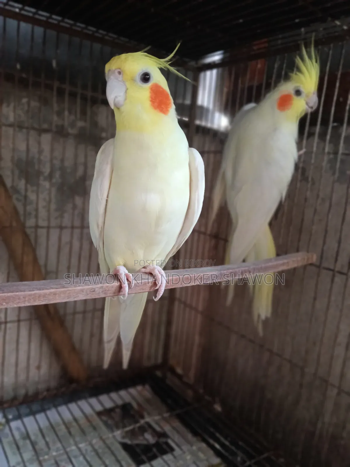 A pair of breeding Cockatiels for sale
