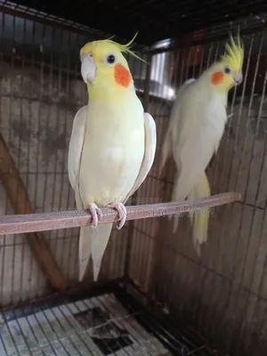 A pair of breeding Cockatiels for sale