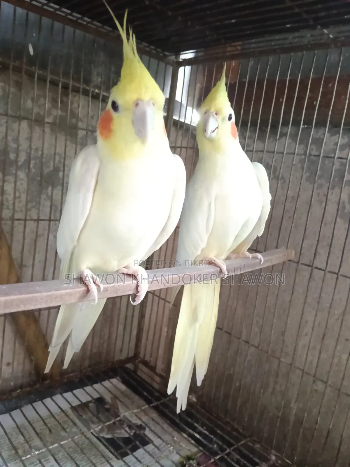 A pair of breeding Cockatiels for sale