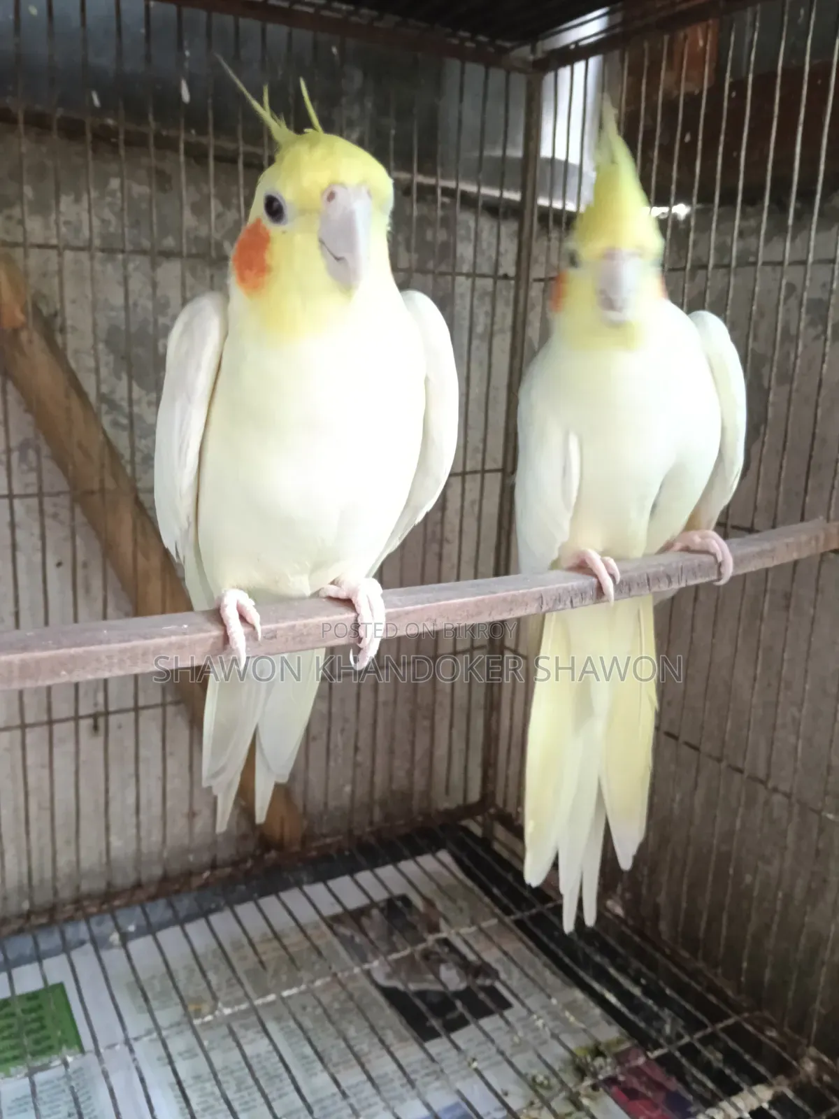 A pair of breeding Cockatiels for sale