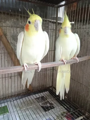 A pair of breeding Cockatiels for sale