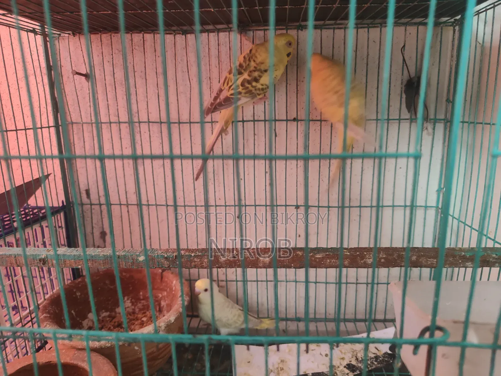 Bujjigur Pakhi Red Eye