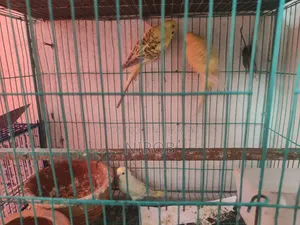 Bujjigur Pakhi Red Eye