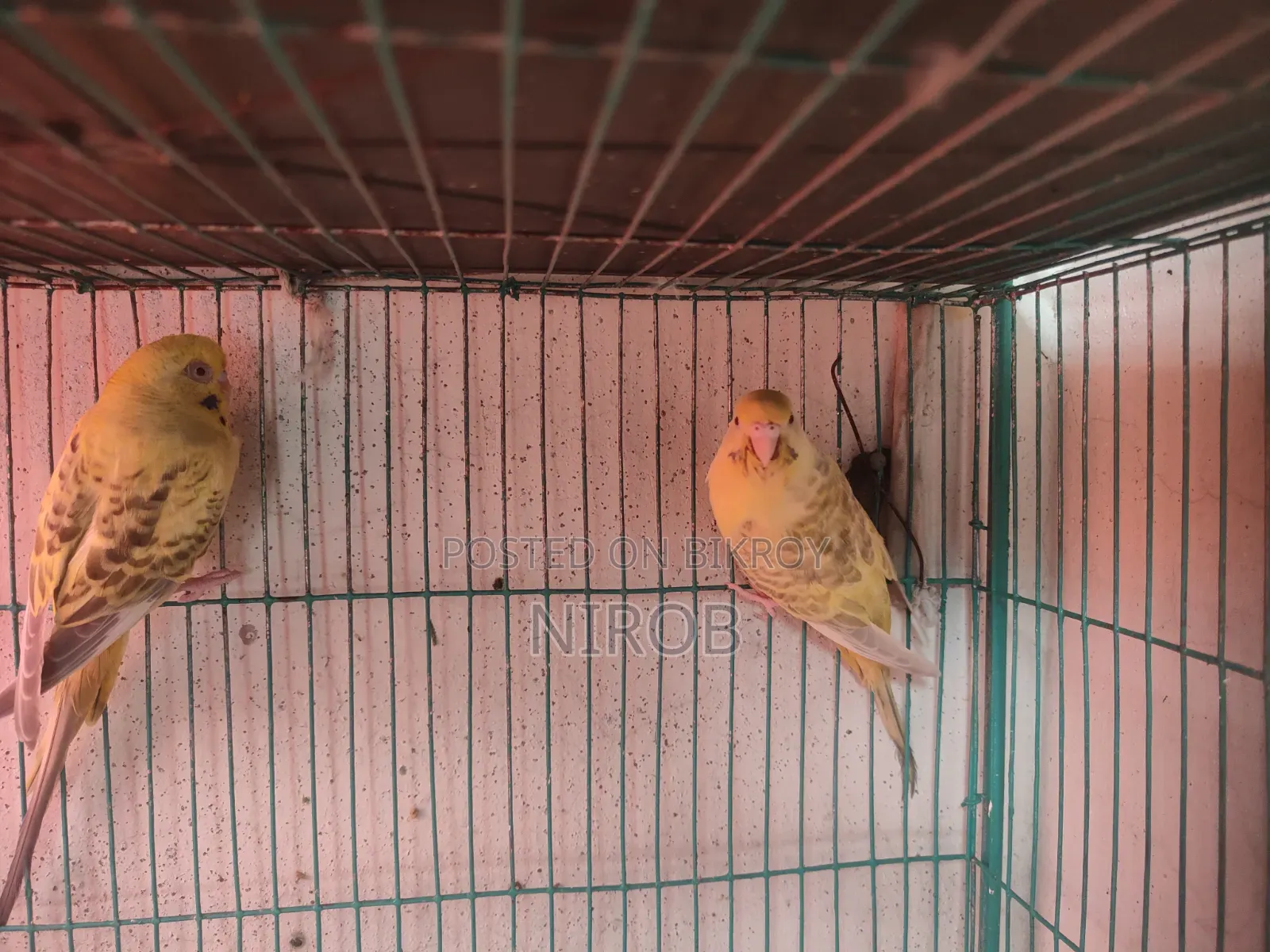 Bujjigur Pakhi Red Eye