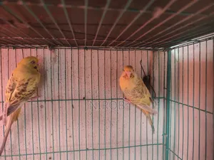 Bujjigur Pakhi Red Eye