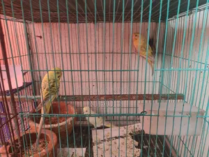 Bujjigur Pakhi Red Eye