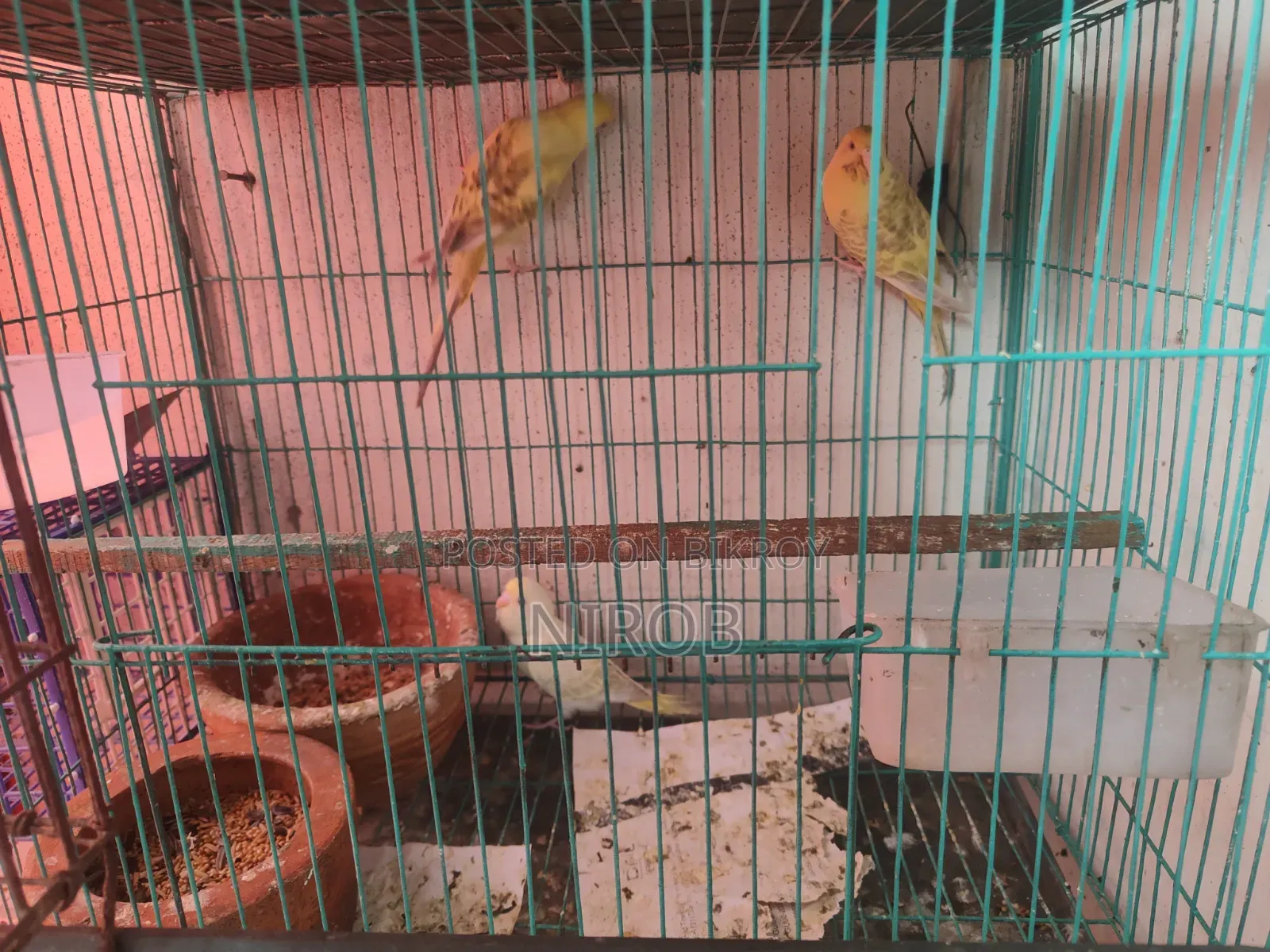 Bujjigur Pakhi Red Eye