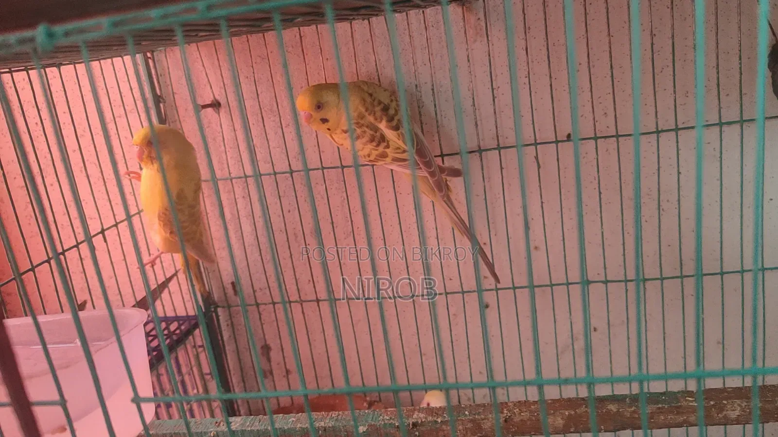 Bujjigur Pakhi Red Eye