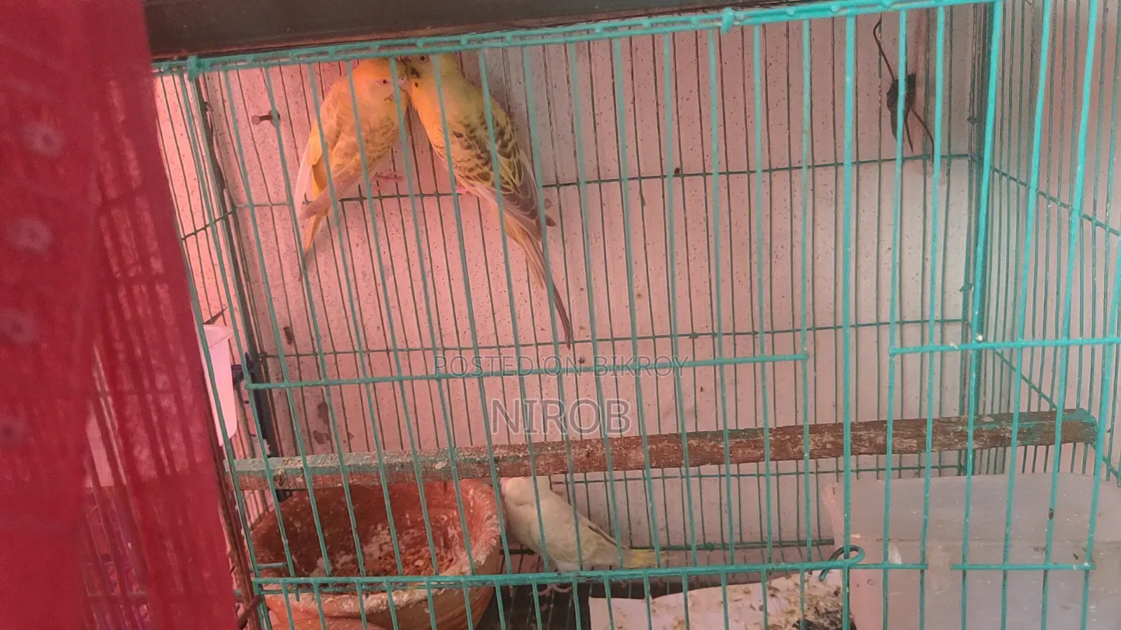 Bujjigur Pakhi Red Eye