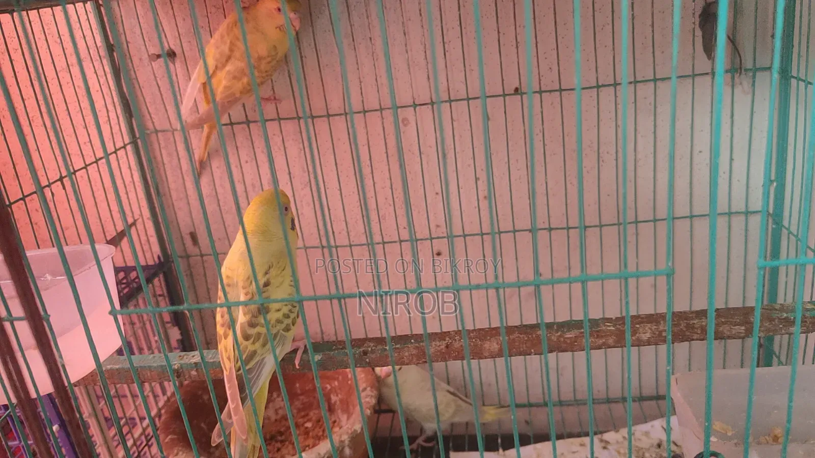 Bujjigur Pakhi Red Eye
