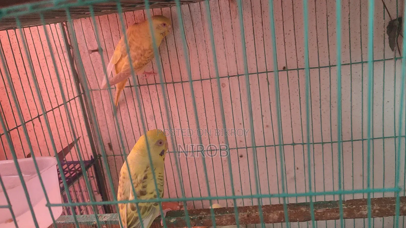 Bujjigur Pakhi Red Eye