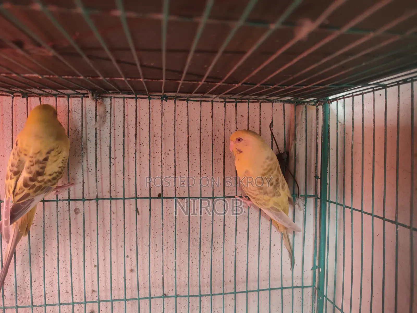 Bujjigur Pakhi Red Eye