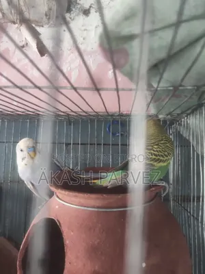 A pair of running Budgies