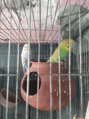A pair of running Budgies