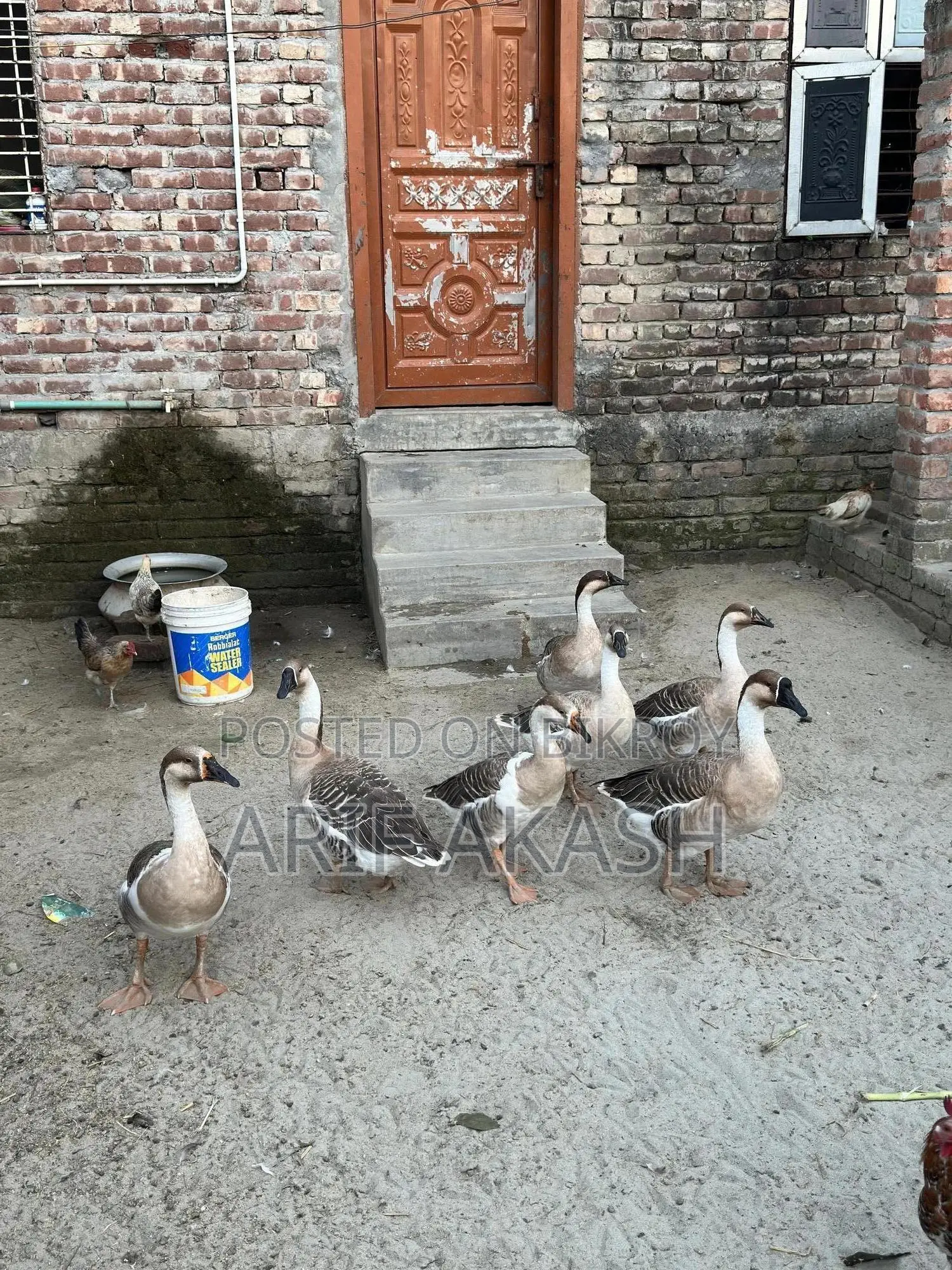 Raj Duck