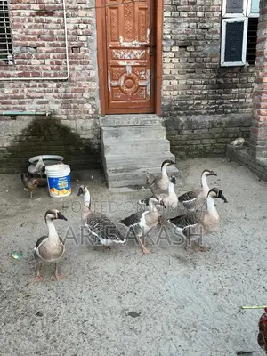 Raj Duck