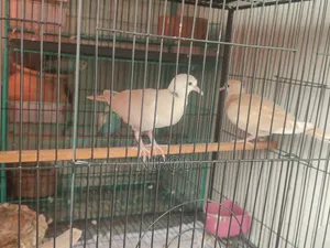 ঘুঘু পাখি বাচ্চা বিক্রয় হবে