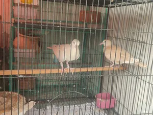 Dove Baby Birds for Sale